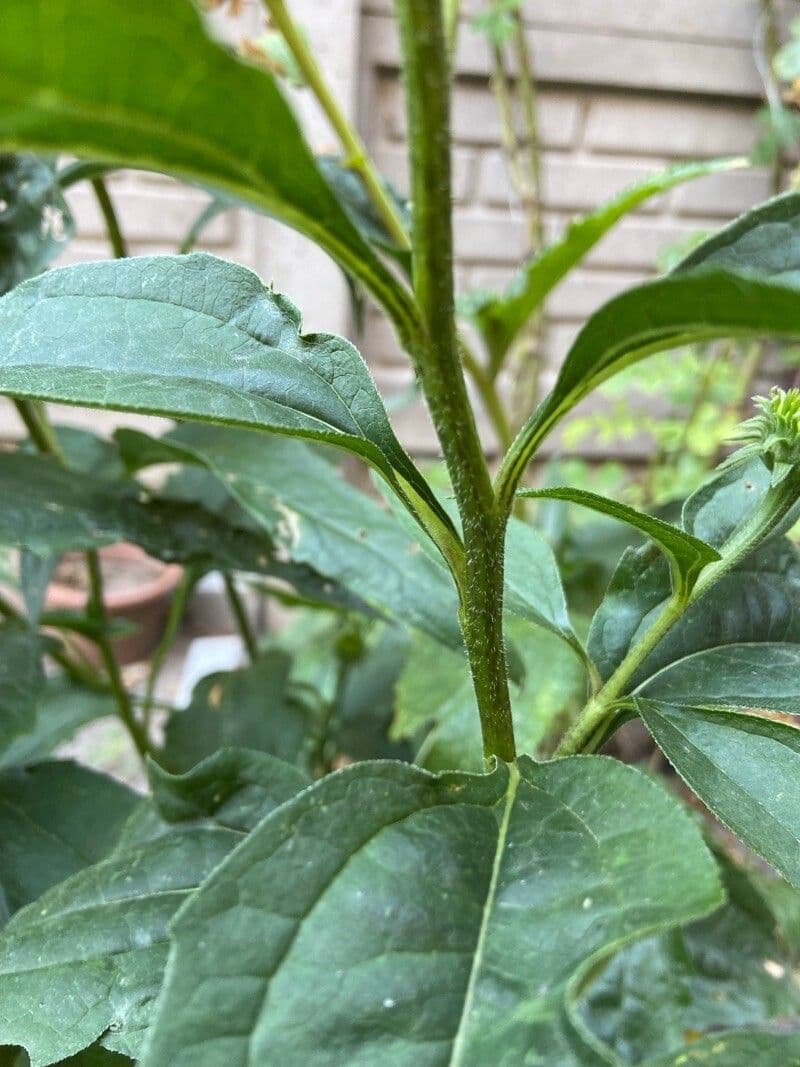 Třapatka purpurová 23