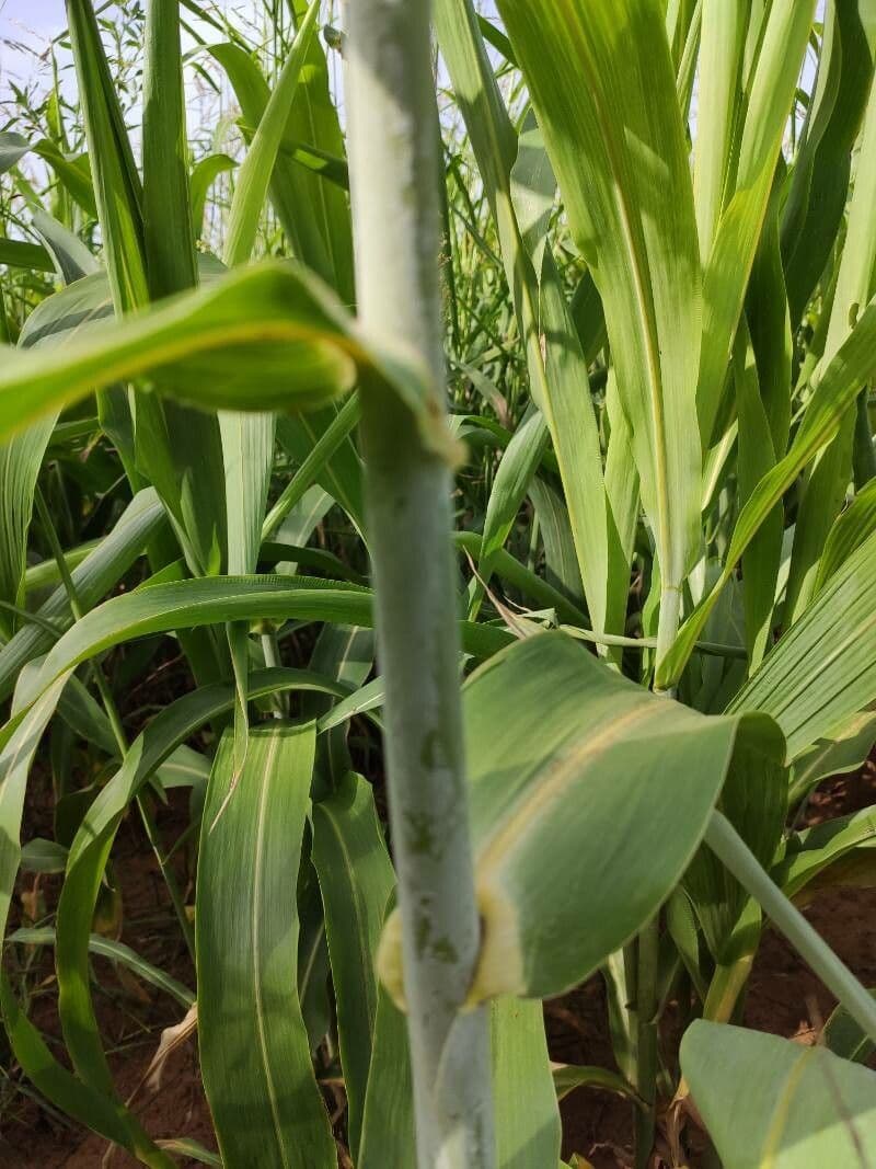 Sorgo 24