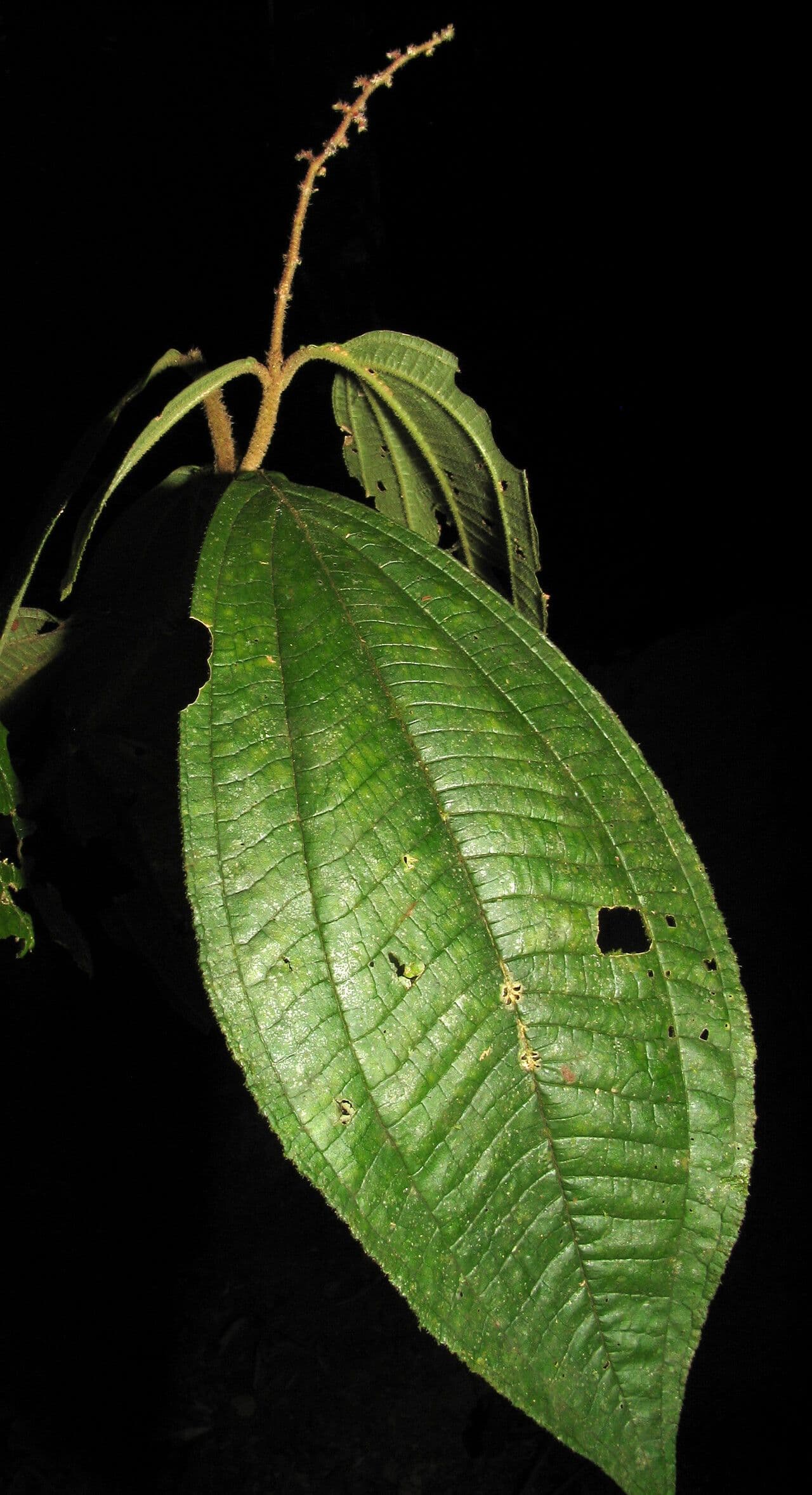 Miconia 2