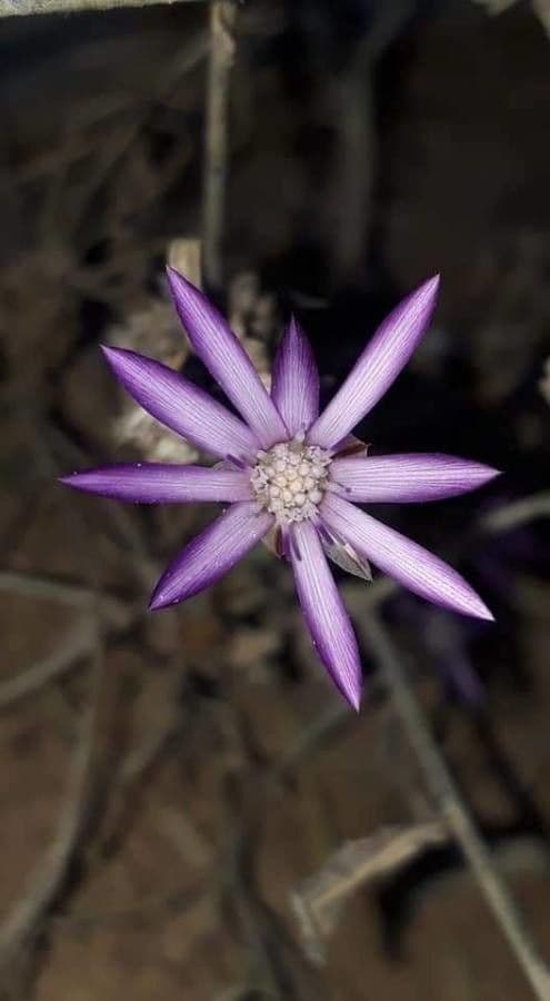 Immortelle annuale 4