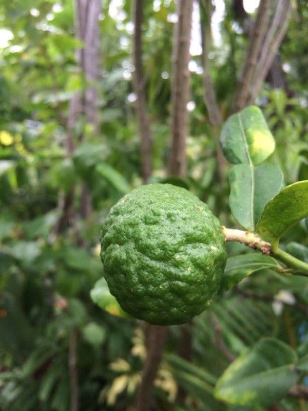 Combava 4