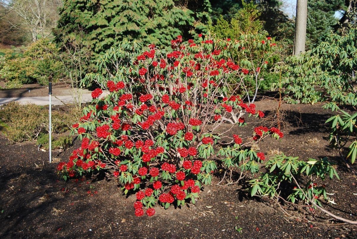 Rododendro 8