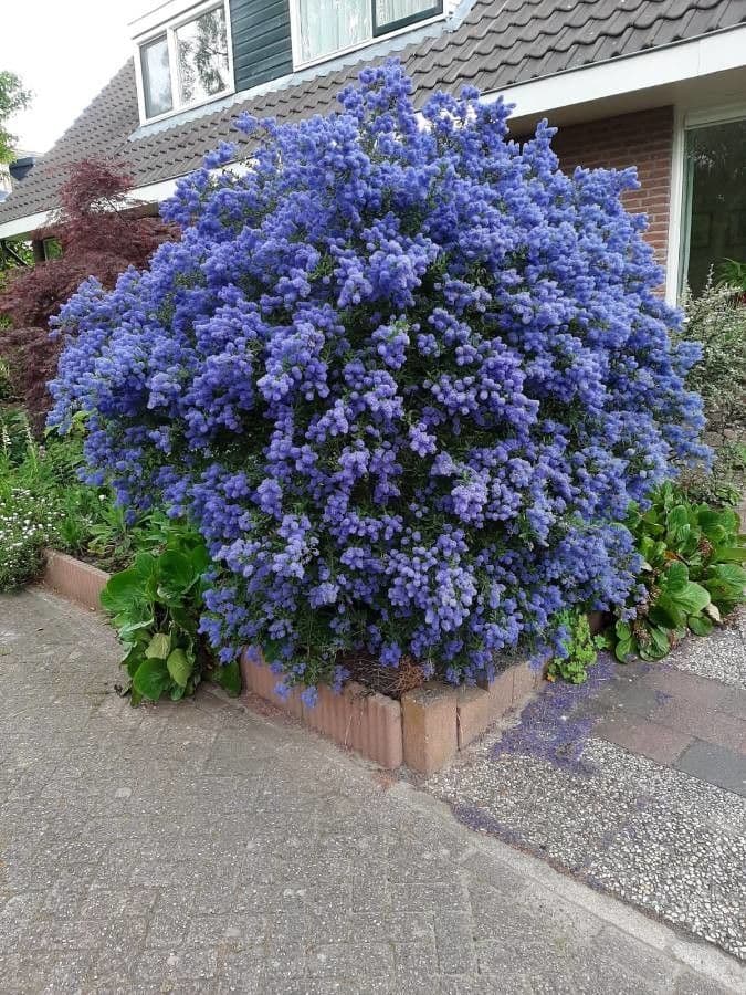 Ceanothus 4