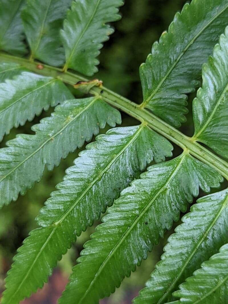 Asplenium 7