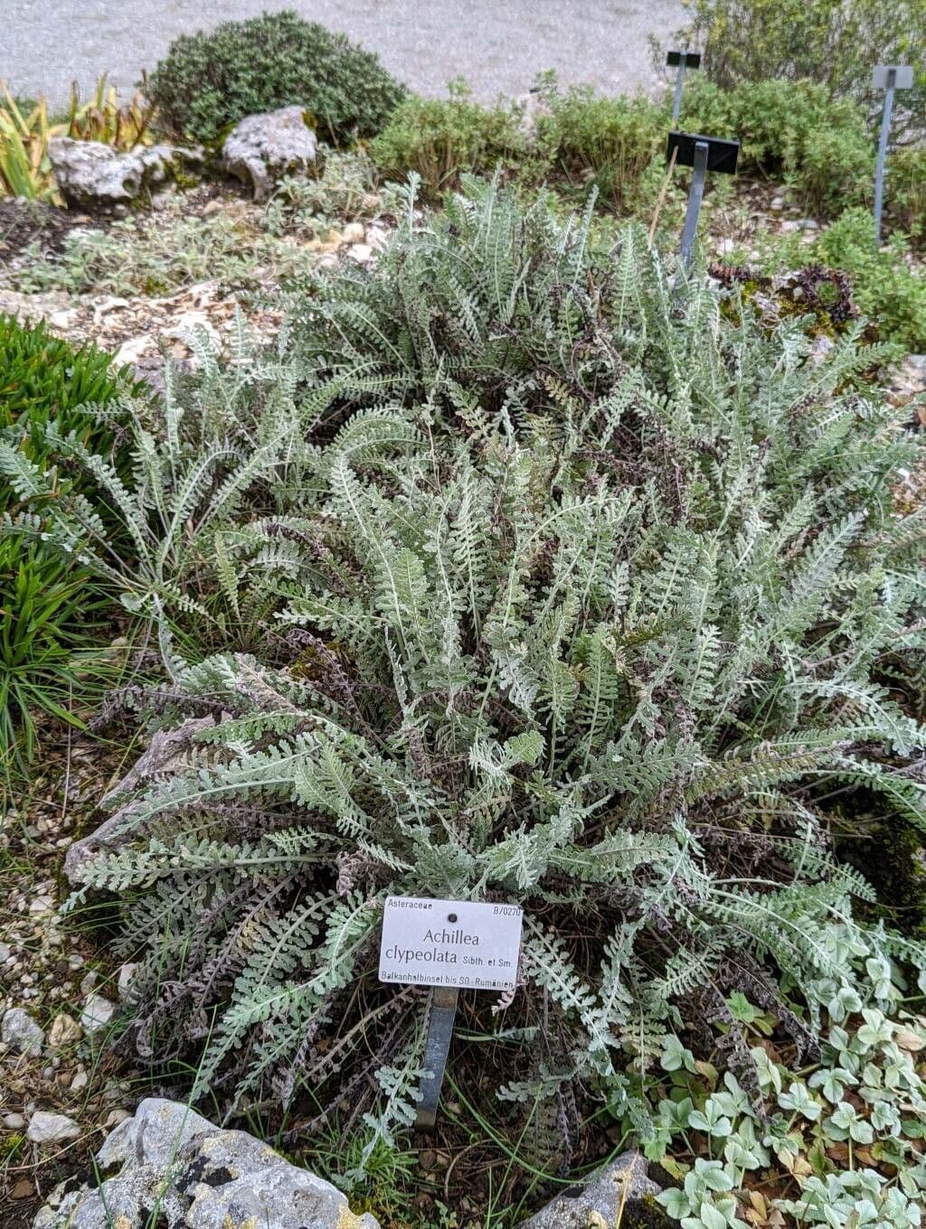 Achillea scutellata 6