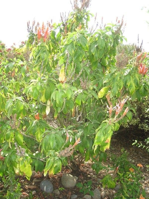 Aphelandra 9