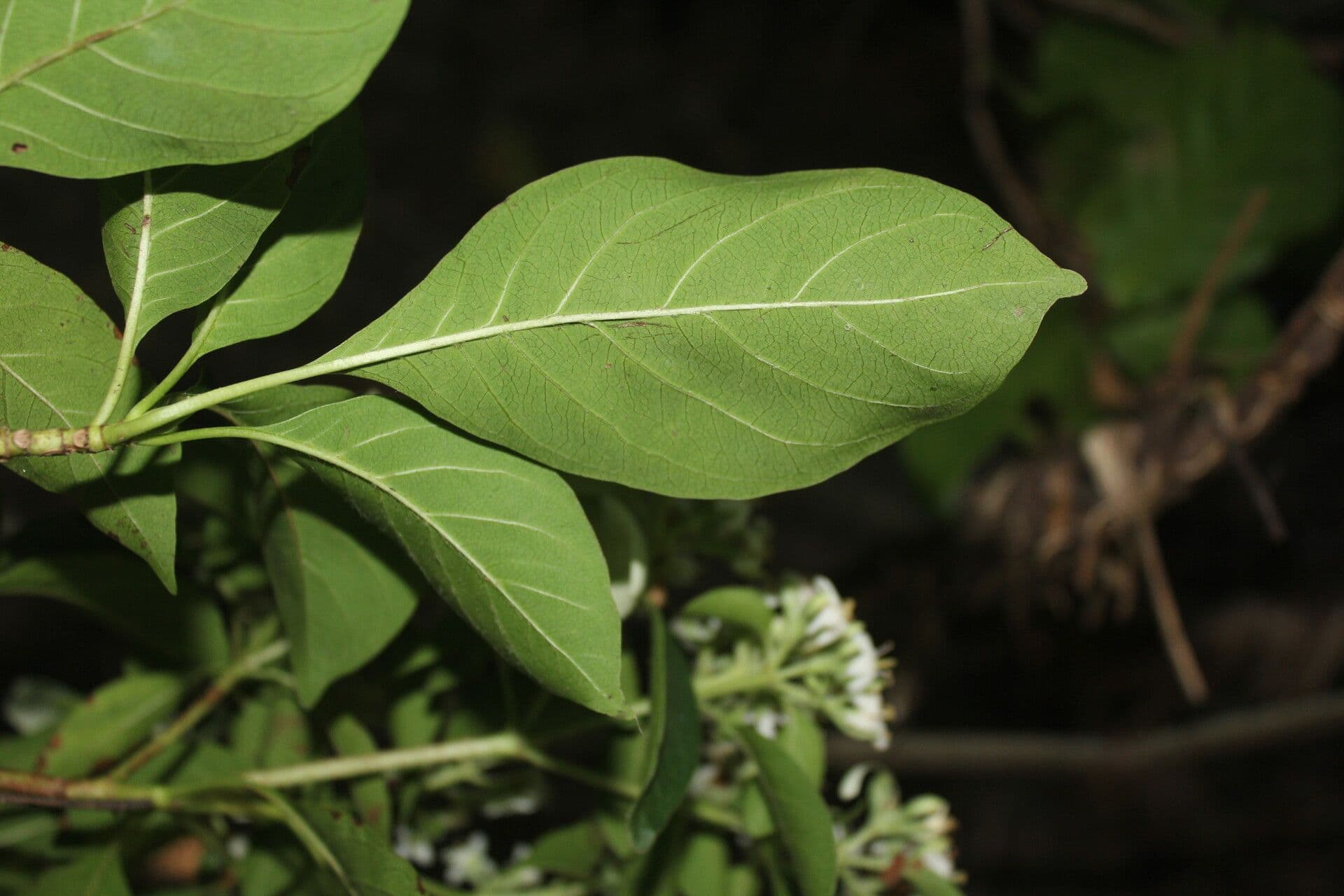 Calycophyllum 3