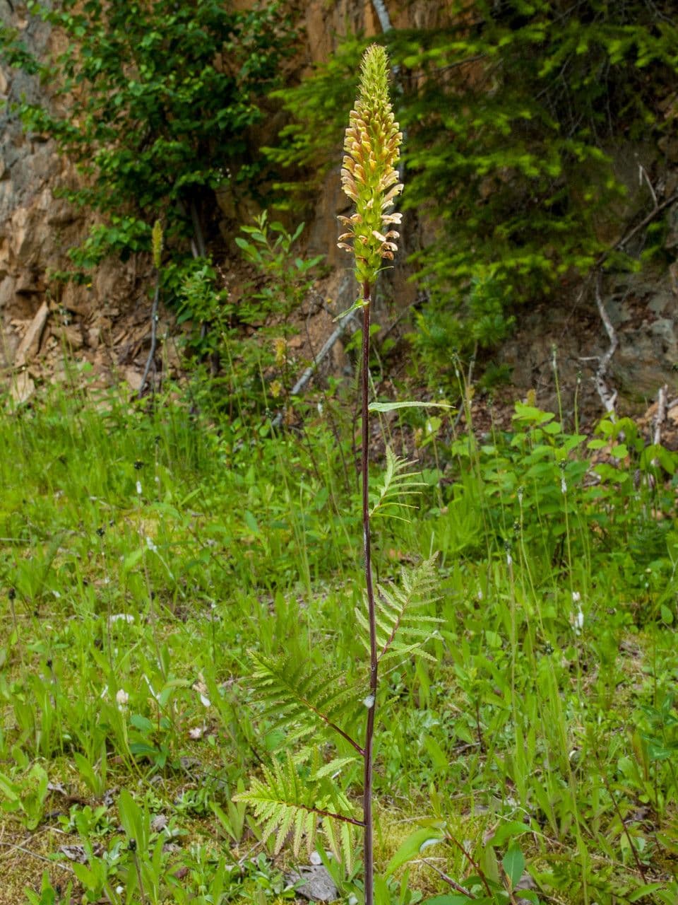 Pedicularis bracteosa 13