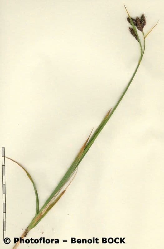 Ostřice tmavá 25