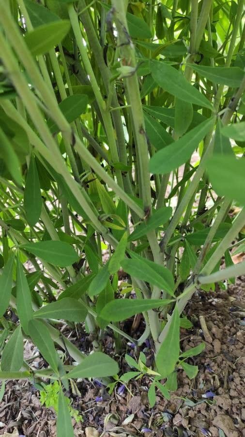 Baptisia 25
