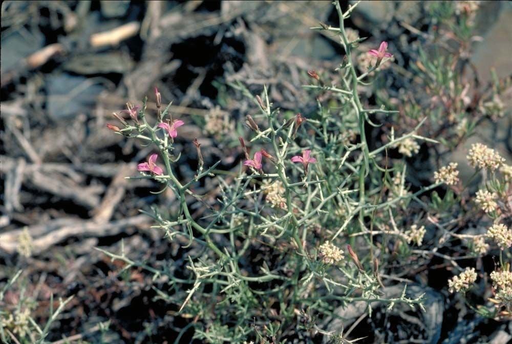 Pleiacanthus spinosus 8