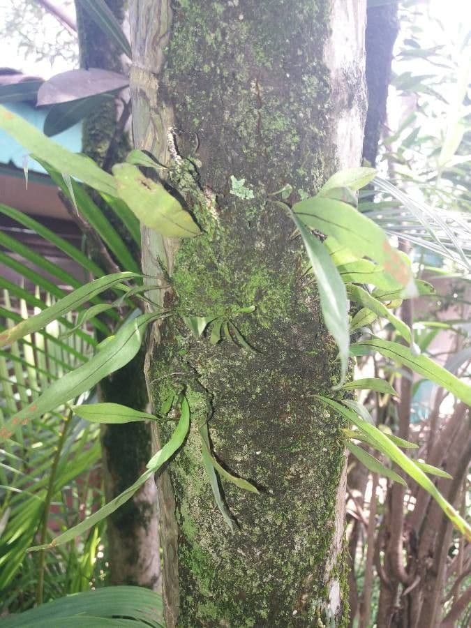 Elaphoglossum 3