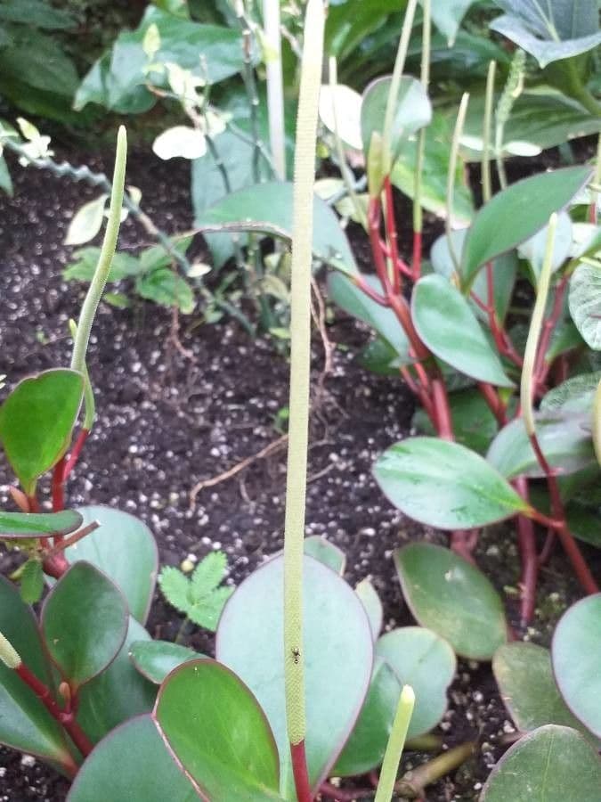 Peperomia 5