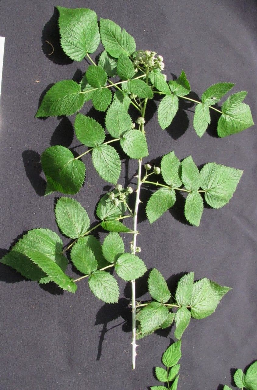 Rovo niveo 26