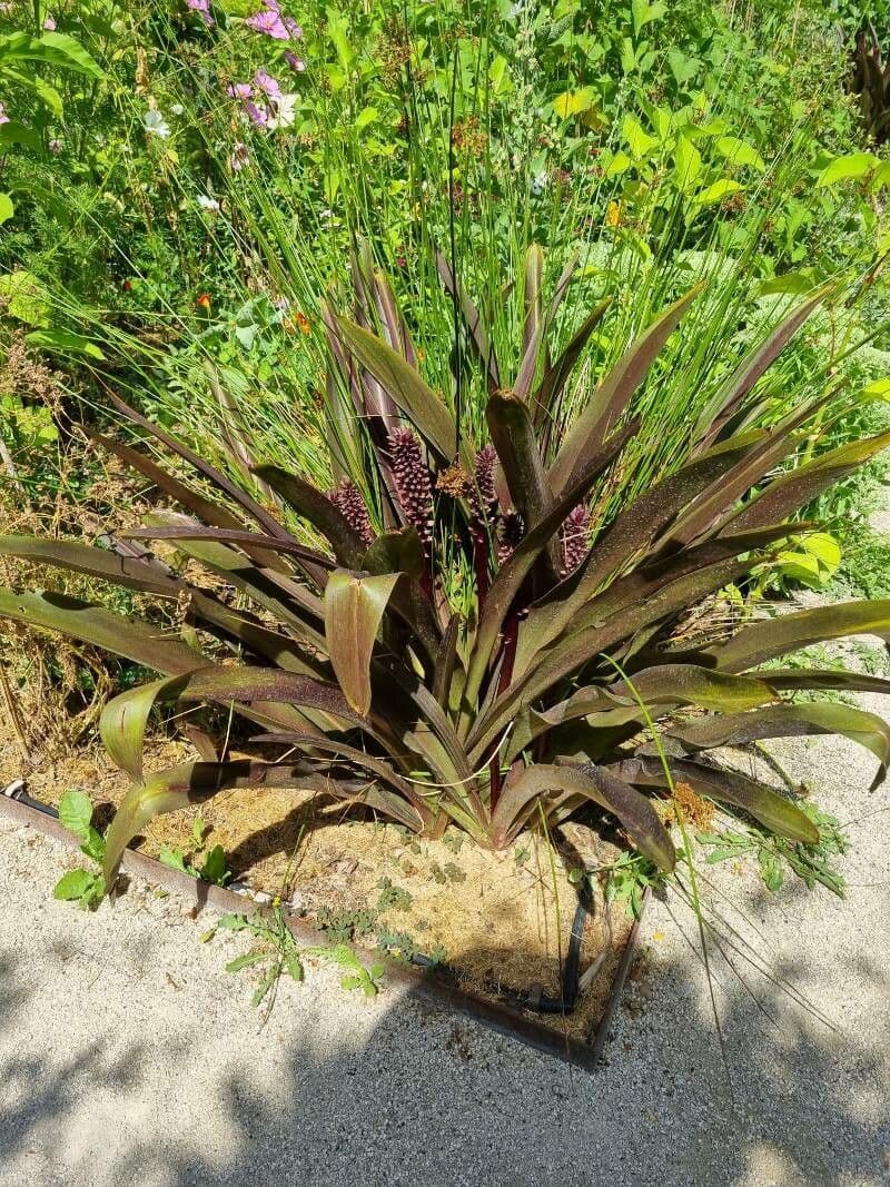 Eucomis 10