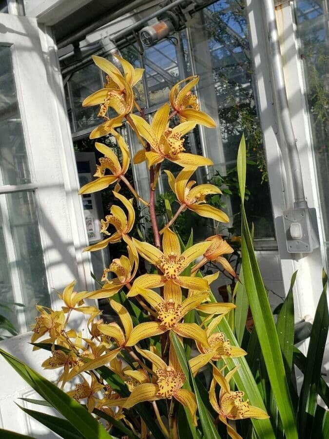 Cymbidium 4
