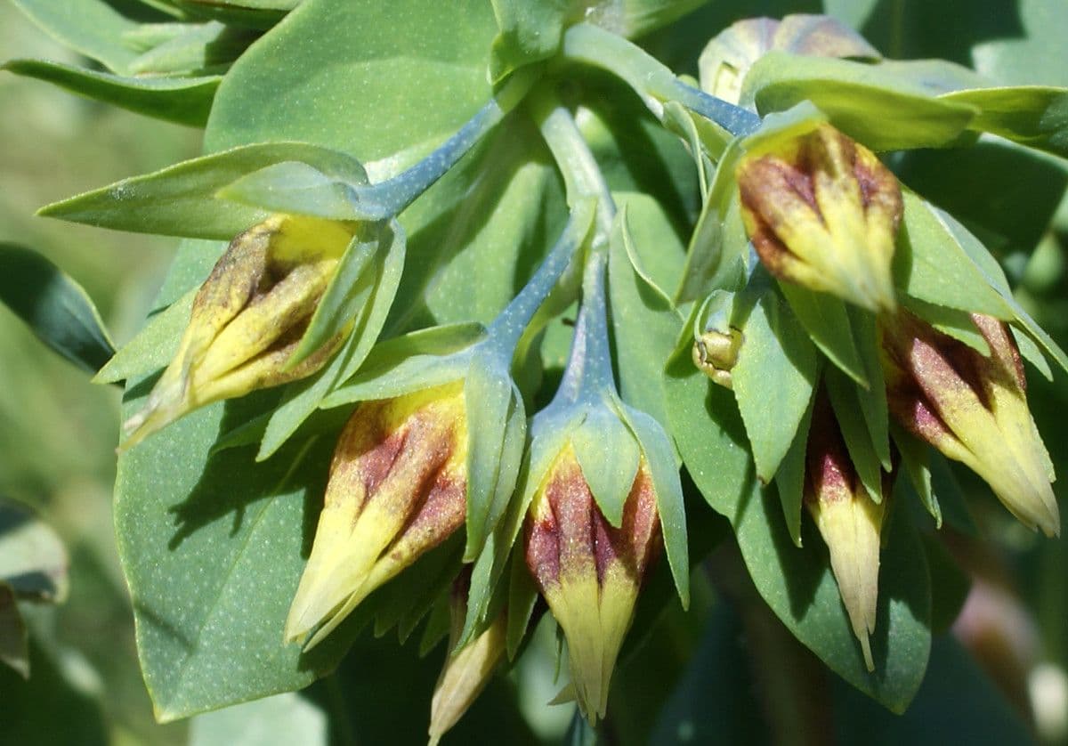 Cerinthe minor 7