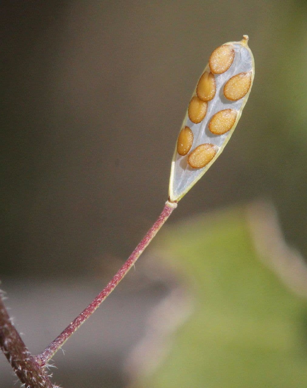 Draba murale 4