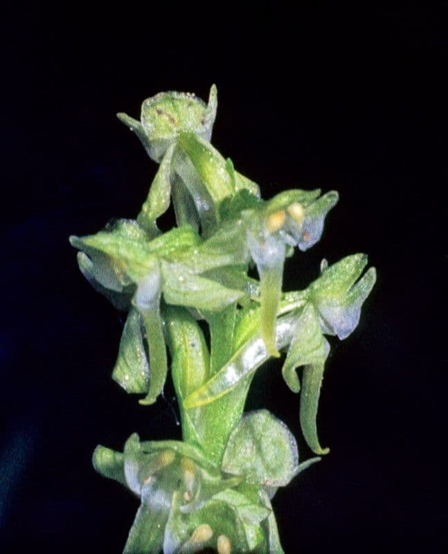 Orchidea a foglie ottuse 2