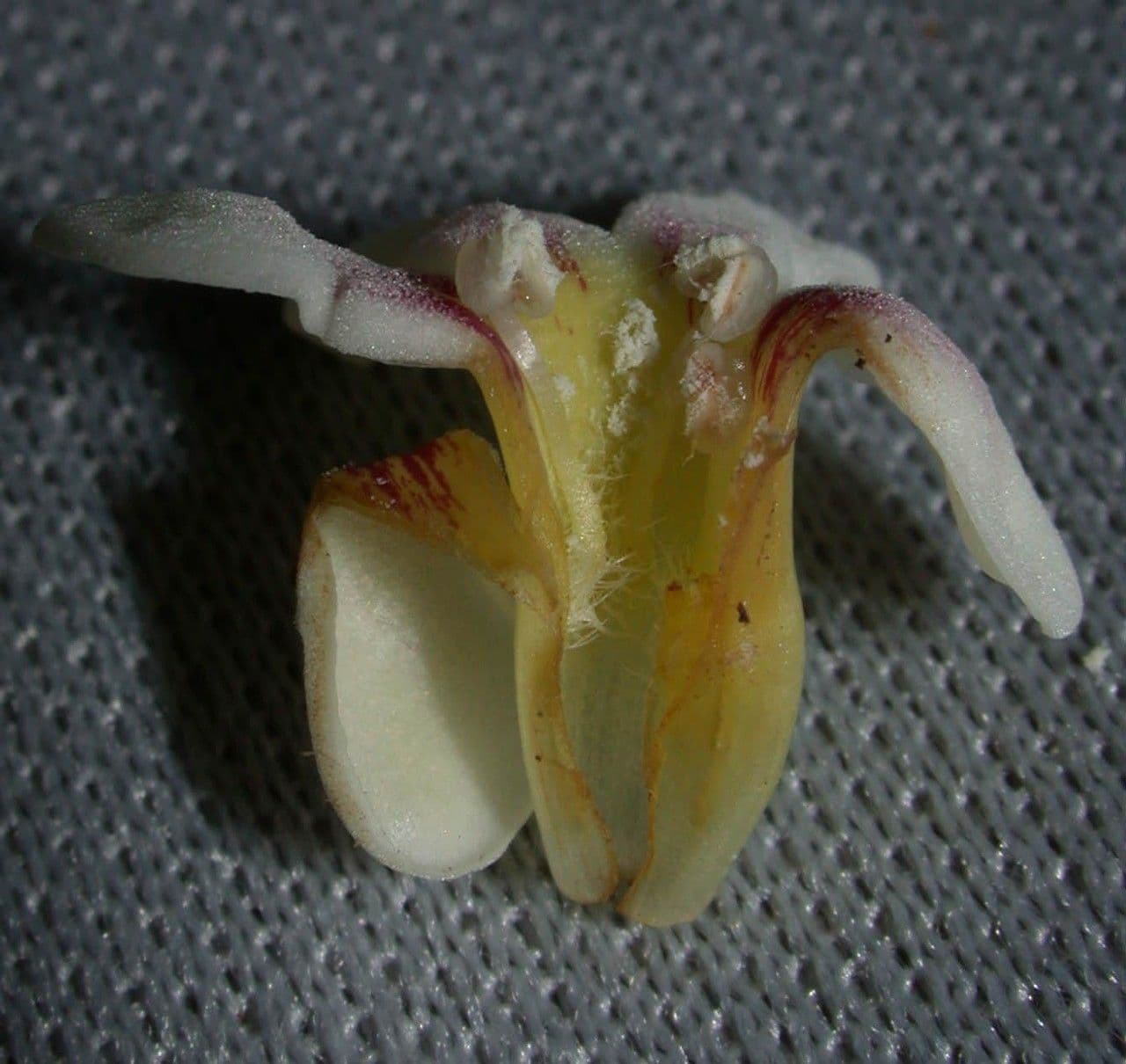 Schlegelia parviflora 19