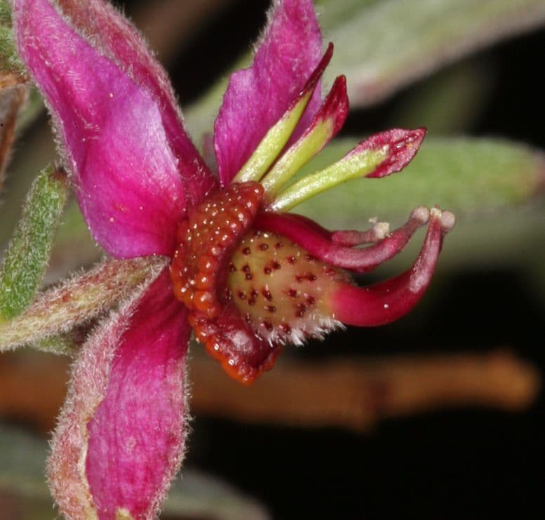 Krameria bicolor 4