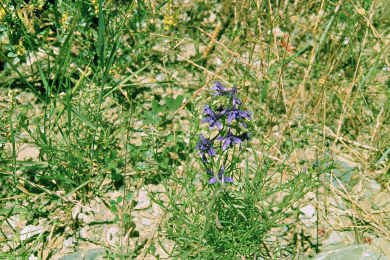 Delfínia 6