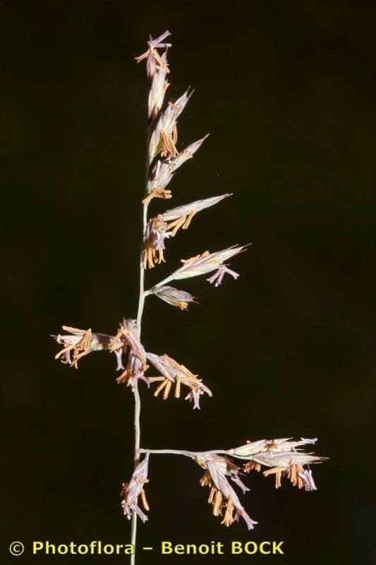 Festuca marginata 18