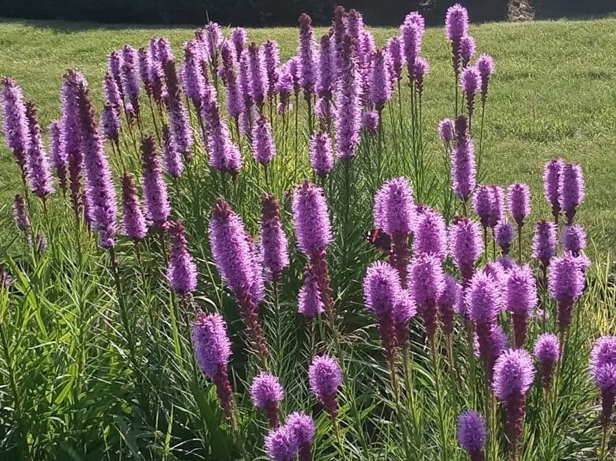 Liatris 4