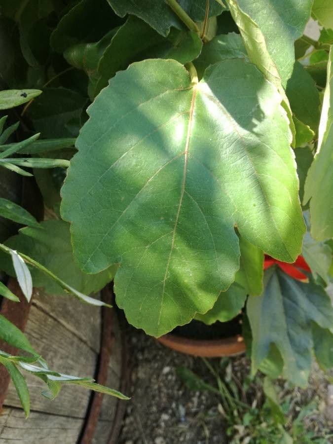 Passiflore écarlate 13