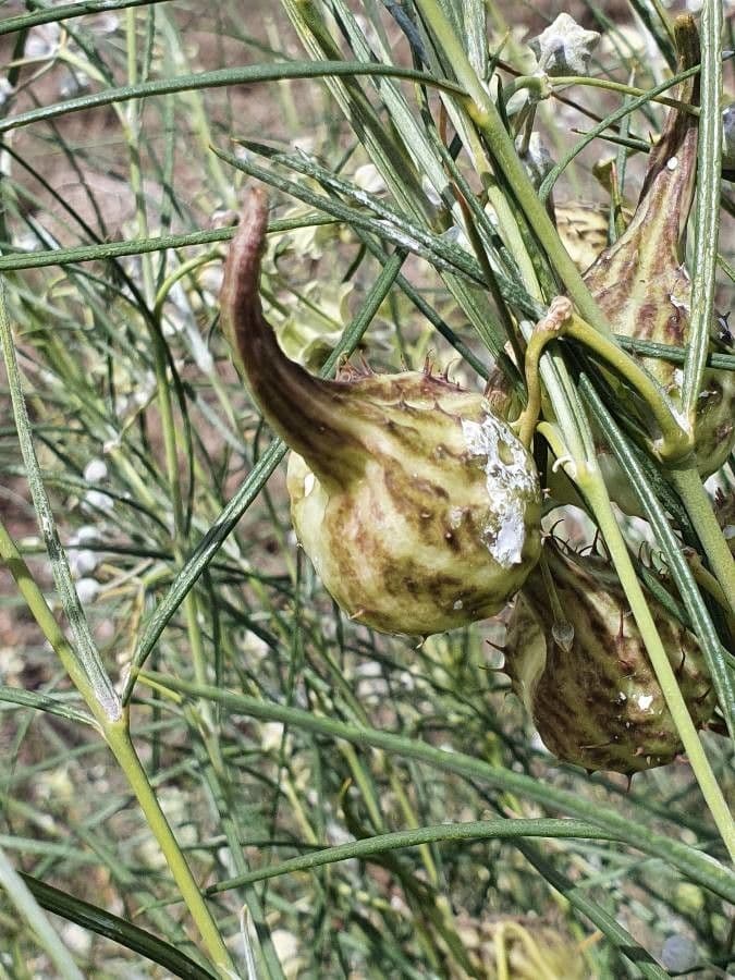 Gomphocarpus
