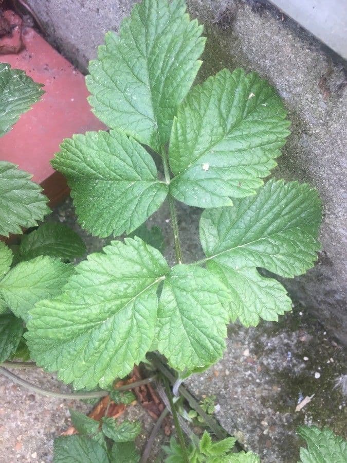 Cerfoglio aromatico 12