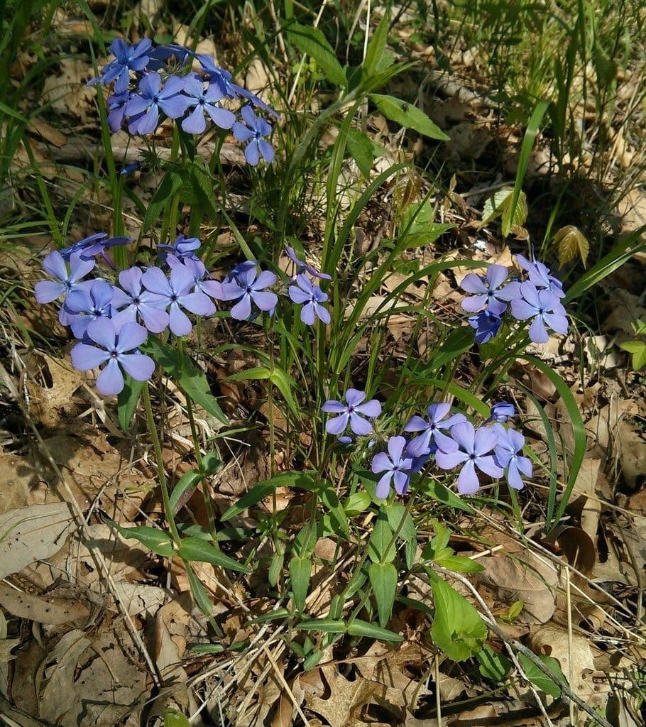 Flox divaricata 9