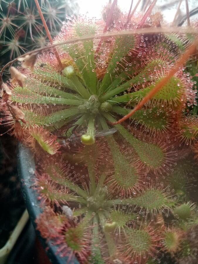 Drosera capillare 11