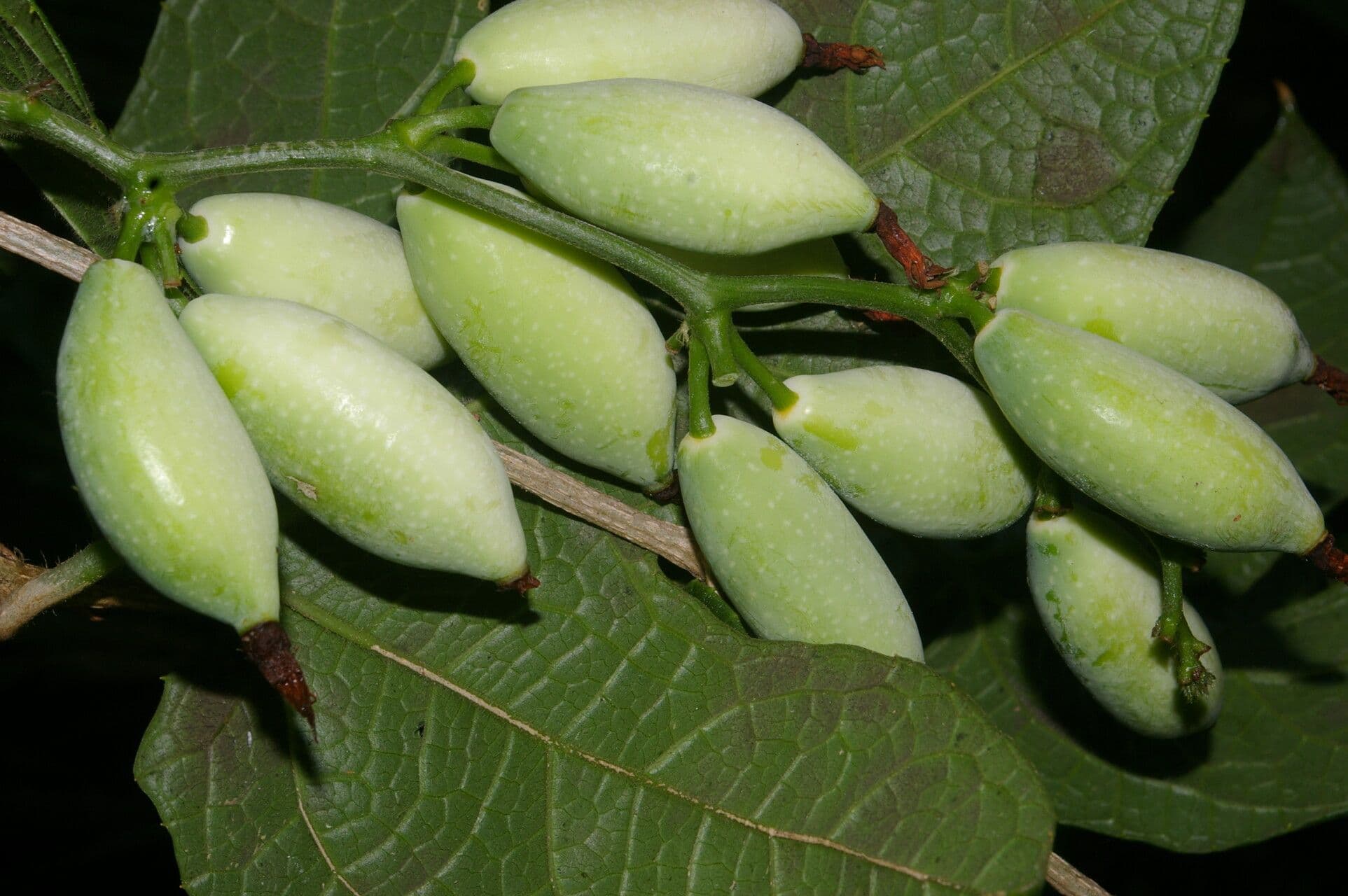 Calliandra 4