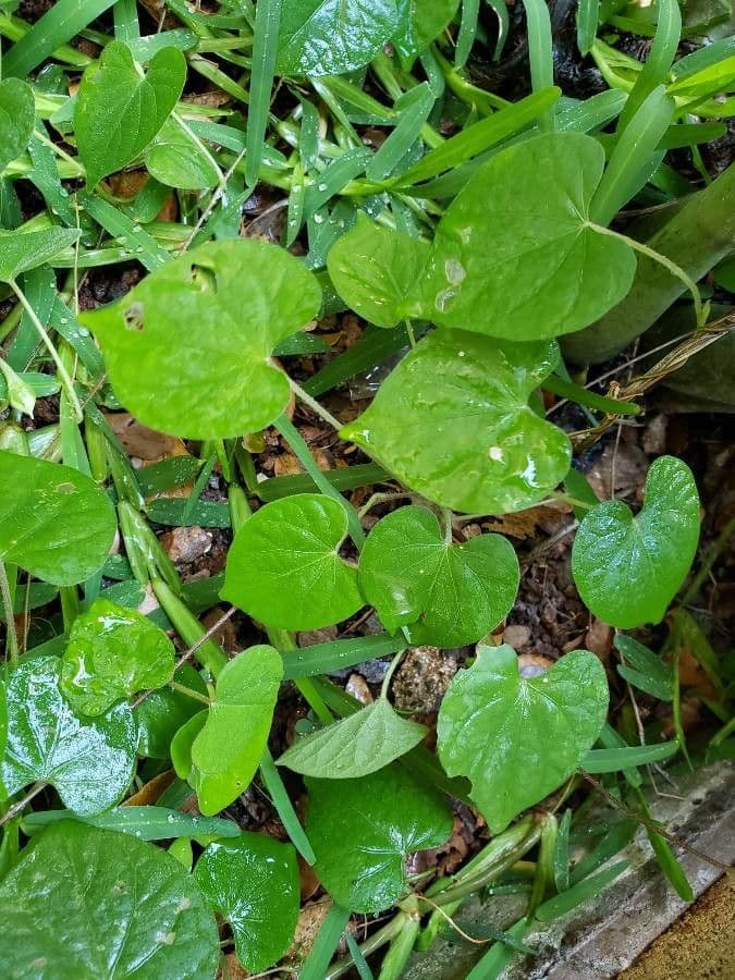 Ipomoea tmavá 16