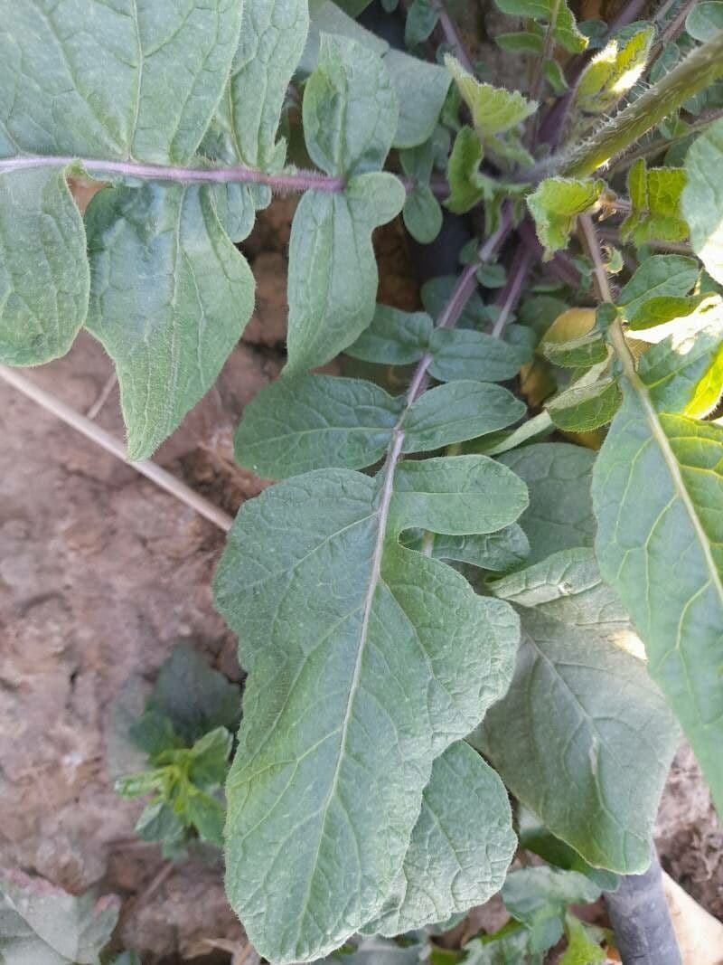 Senape ruca 19