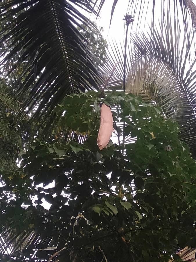 Oroxylum indiano 4
