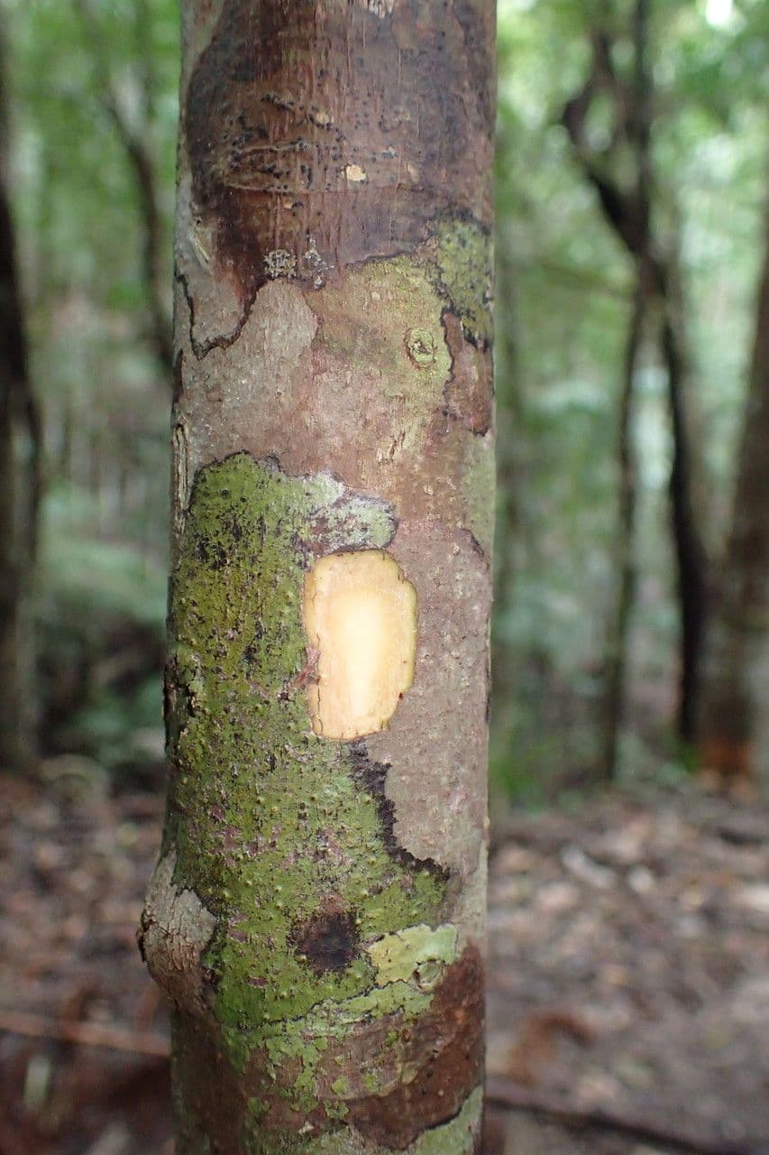 Macaranga 15
