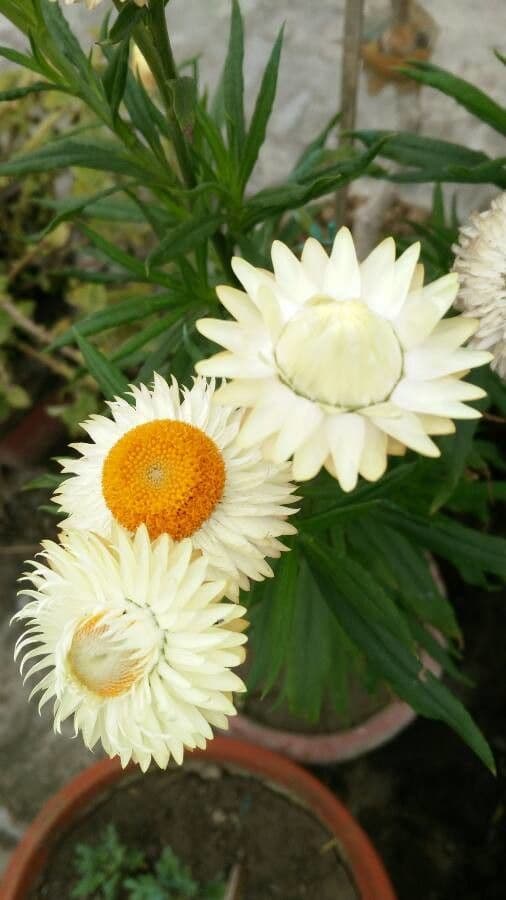 Xerochrysum 9