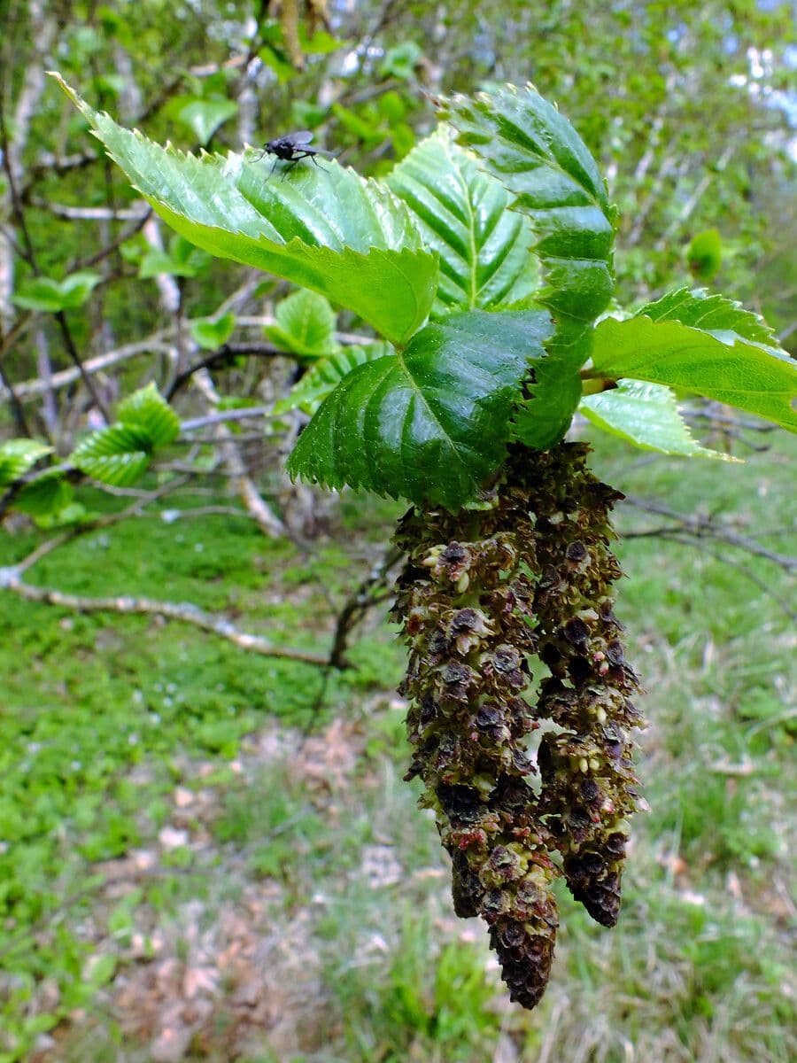 Bříza 3