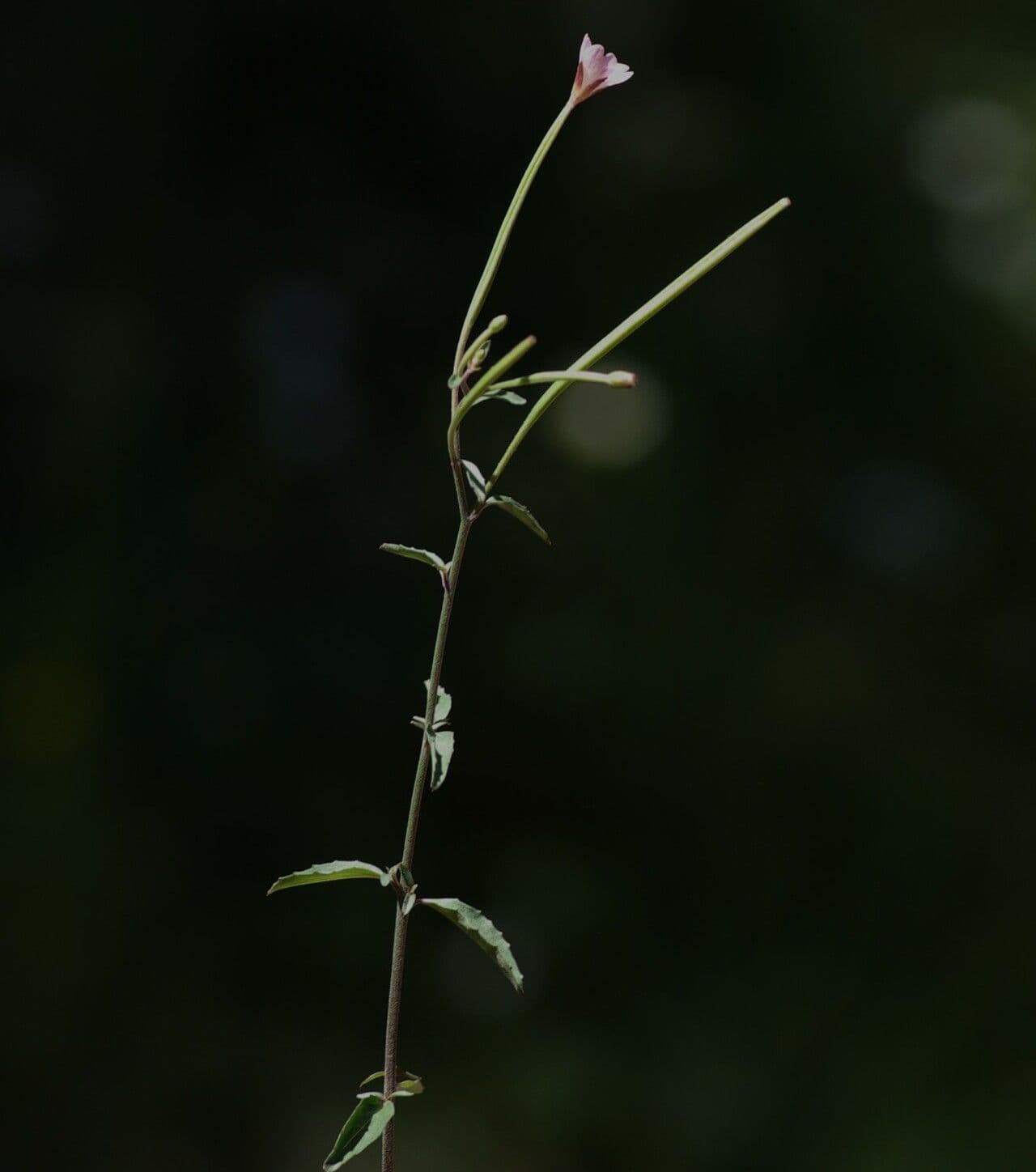 Epilobium lanceolatum 9