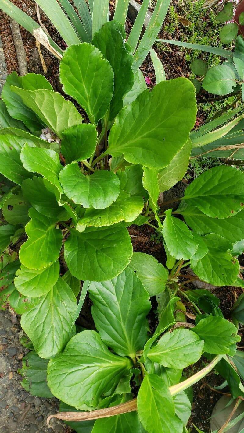 Bergenia Stracheya