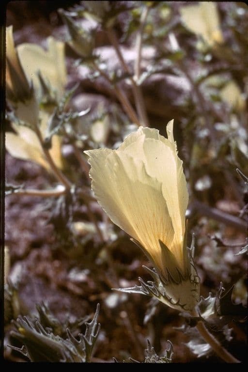 Mentzelia involucrata 4