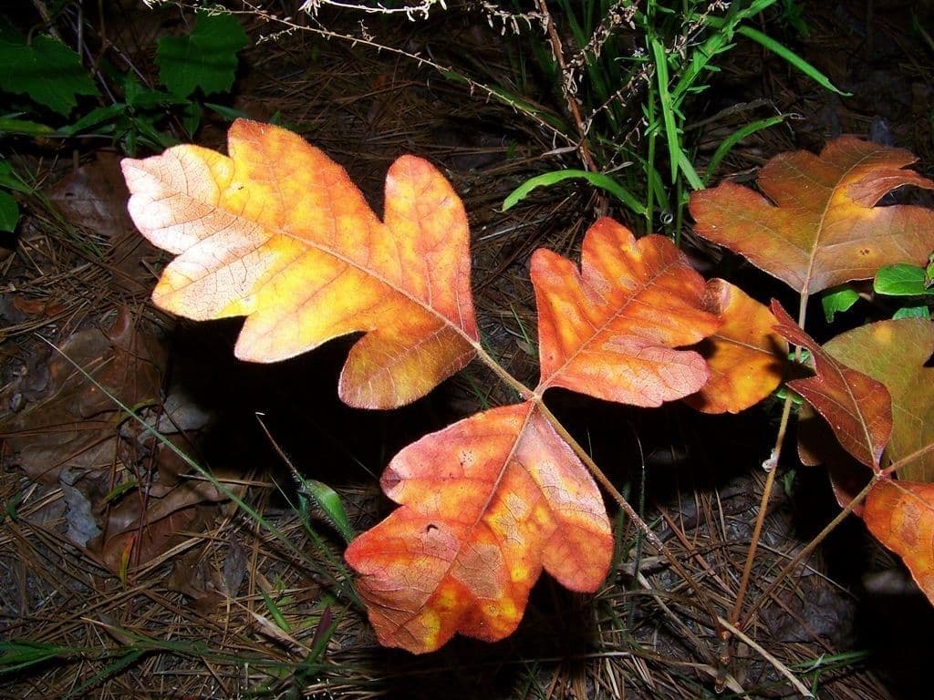 Toxicodendron pubescens 6
