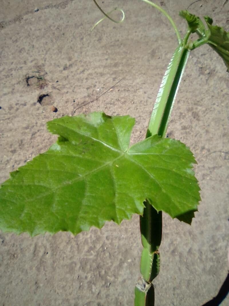 Cissus 20