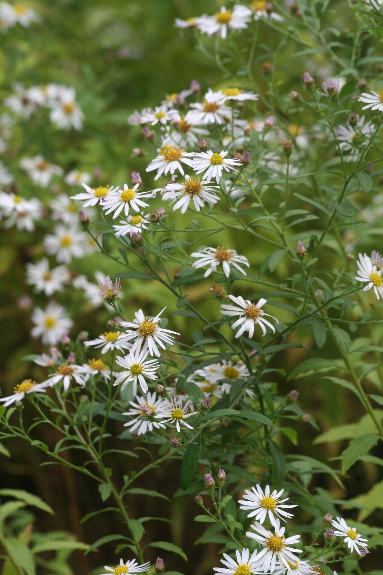 Aster