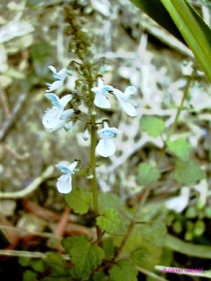 Plectranthus Parviflorus 6