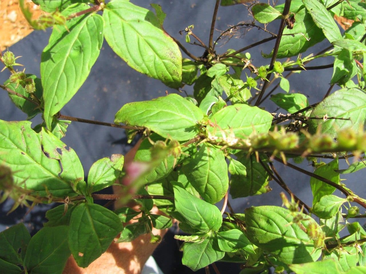 Spigelia 9