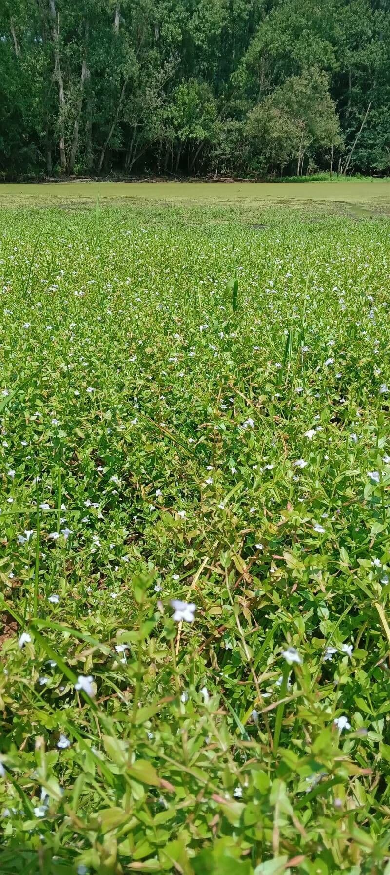 Lindernia 7