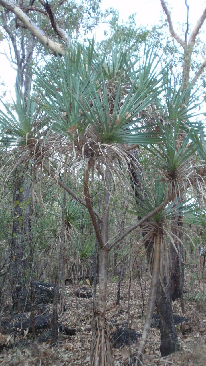 Schraubenbaum 5